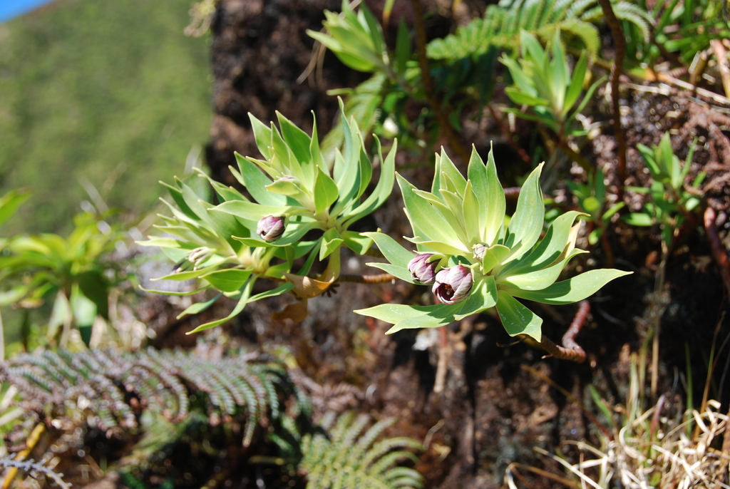 Lysimachiopsis