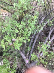 Bursera laxiflora