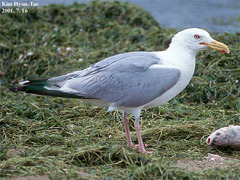 Larus argentatus mongolicus