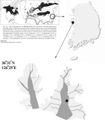 Larus argentatus mongolicus