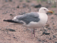 Larus argentatus mongolicus