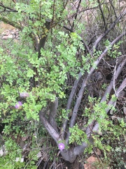 Bursera laxiflora