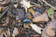 Abax ovalis