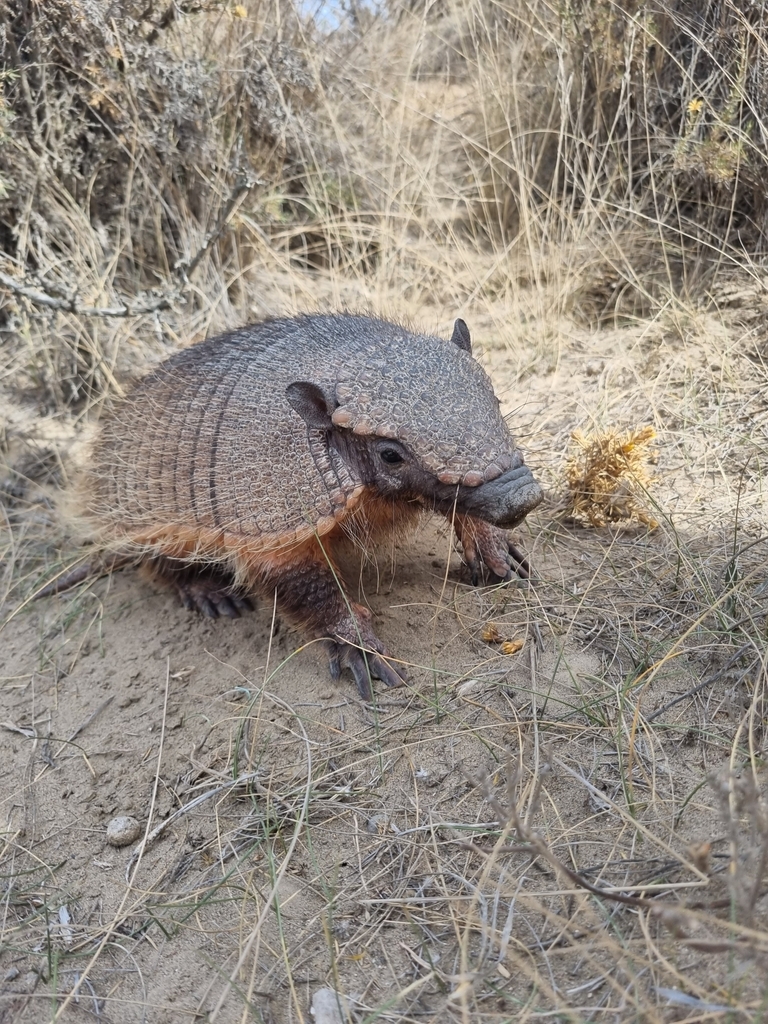Large Hairy Armadillo