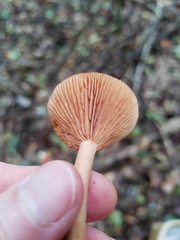 Lactarius subserifluus