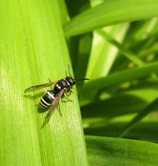 Ancistrocerus waldenii