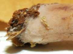 Lactarius subserifluus