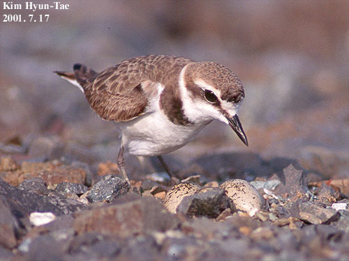 Kentish Plover