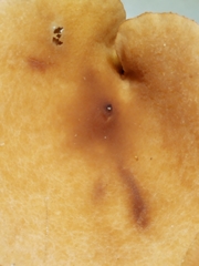 Lactarius subserifluus