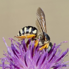 Icteranthidium laterale