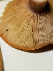 Lactarius subserifluus