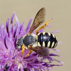 Icteranthidium laterale