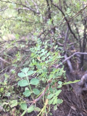 Bursera laxiflora