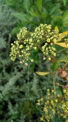 Heteromorpha arborescens