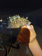 Dusky grouper