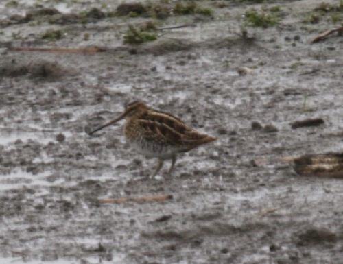 Agachadiza común (Gallinago gallinago)
