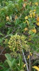 Heteromorpha arborescens