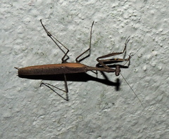 Statilia maculata