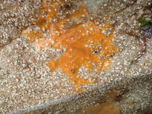 Pseudosuberites sulphureus