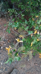 Heteromorpha arborescens
