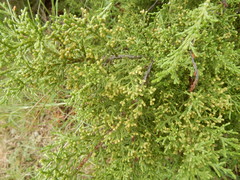 Juniperus pinchotii