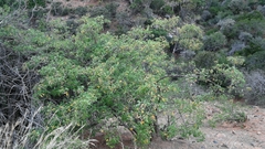 Heteromorpha arborescens