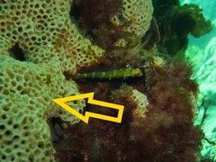Holopsamma laminaefavosa