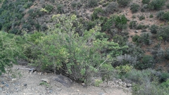 Heteromorpha arborescens