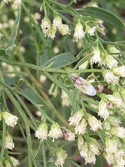 Harmostes reflexulus