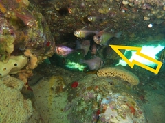 Pempheris klunzingeri