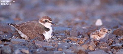 Kentish Plover (Anarhynchus alexandrinus), photo 3