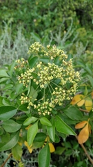 Heteromorpha arborescens