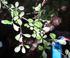 Coprosma pedicellata