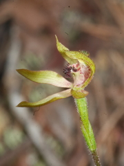 Caladenia atradenia