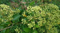 Heteromorpha arborescens