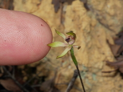 Caladenia atradenia