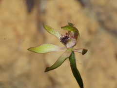 Caladenia atradenia