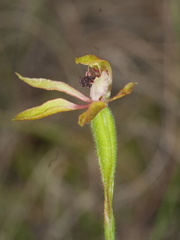 Caladenia atradenia