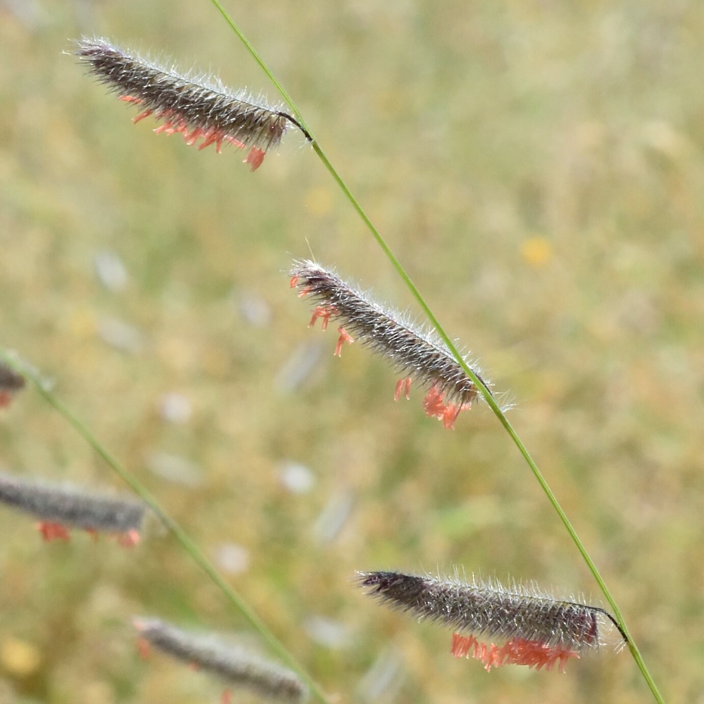 Bouteloua parryi