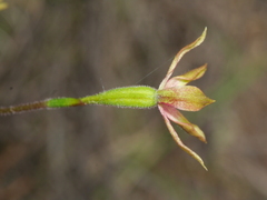 Caladenia atradenia