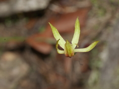 Caladenia atradenia