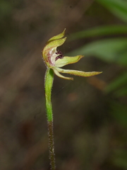 Caladenia atradenia