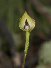 Caladenia atradenia