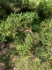 Grevillea rivularis