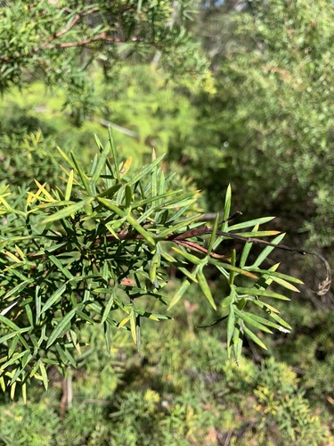 Grevillea rivularis, photograph 1