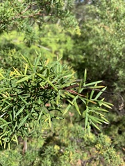 Guy Taseski, CC BY, iNaturalist via GBIF Grevillea rivularis, photograph Guy Taseski, CC BY, iNaturalist via GBIF