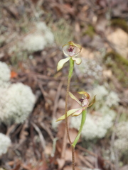 Caladenia atradenia