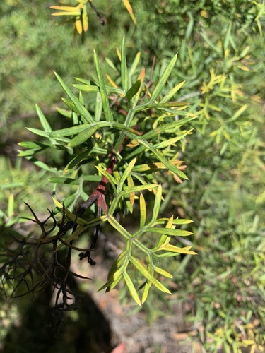 Grevillea rivularis, photograph 2