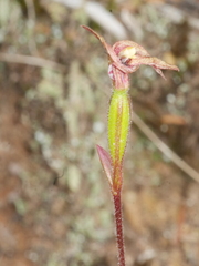 Caladenia atradenia