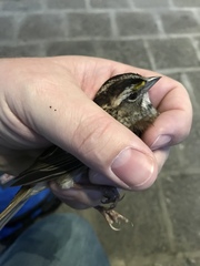 Zonotrichia albicollis